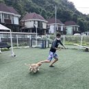 펫아일랜드 | [방문후기] 펫아일랜드펜션
