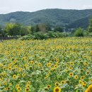 해바라기 이미지