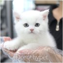천안 고양이분양 도로시펫 이미지