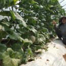 성자 농장 이미지