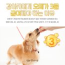아베텍 | 강아지에게 오메가 3를 급여해야 하는 이유