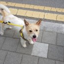 염똥이네 수제간식 이미지