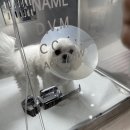 24시굿케어동물의료센터 | [ 다미 병원 리뷰 ] 24시 굿케어동물의료센터 /서울대입구, 낙성대 동물병원