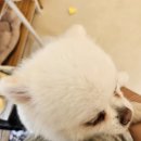 프롬몽쥬 이미지