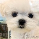 춘천시동물보호센터 이미지