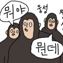더블유비(WB)