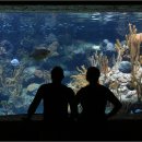 해양관 카페 | 일본 여행 오사카 가이유칸으로 알려진 해양관 관람