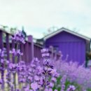 라벤더 까페 이미지