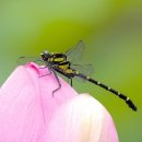 박쉐프 슈가네돈카츠 이미지