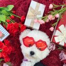 놀러오개 애견유치원 애견호텔 운정신도시점 | 놀러오개 운정신도시점 GRAND OPEN