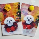 아띠그루밍 이미지