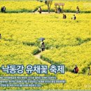 매화국제여행사