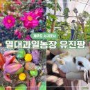 11500-1-15-03 | 제주 겨울 여행 이색 체험 열대과일농장 유진팡 동백꽃 명소