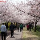 봄날 / 김수목 이미지