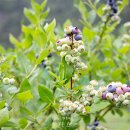 호상농장 이미지