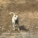 적성체육공원 | 신상 / 디진다 돈까스 후기 / 내돈내산 / BBQ 황금...파주 테니스장 / 적성 테니스장 / 파주 테니스 예약