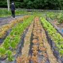 구름열매 | 천안 도시농부학교9기 16주 차 팜파티 후기, 주말농장, 친환경 농약, 텃밭 농사, 열매채소 곁순 따기...