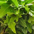 무화농장2 이미지