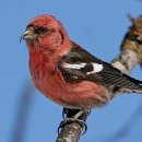 【흰죽지솔잣새 [white-winged crossbill]】 「날개의 선명한 두 줄의 흰색 띠가 특징인 되새과의 조류」 이미지