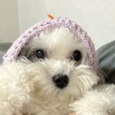 프랜즈얀 알리제 앙고라골드심리 삼각숄 완성했어요