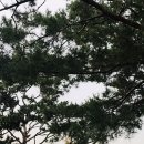 돼지끼리