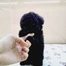 멍스타 김포강아지 분양 이미지