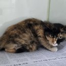 입양 감사합니다. 이미지