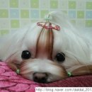 이뿌개 귀엽개 이미지