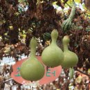 직산초등학교 이미지