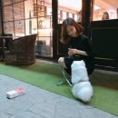 쿨한강아지