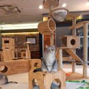 13번째고양이 이미지