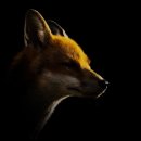 2025년 RSPCA 청소년 사진작가상 수상작 발표 이미지