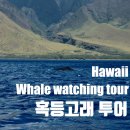 [하와이 마우이섬 액티비티]마알라이아 항구(Maalaea Habor)에서 웨일와칭 /혹등고래 투어 후기