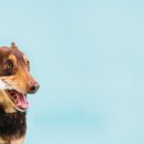 포인트동물의료센터 이미지