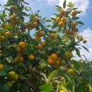 새 하나농장 이미지