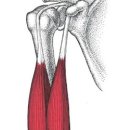 머슬라운지 이미지