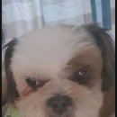 오푸푸 이미지