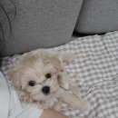 파우더-Dog | 강아지 알러지 눈물사료 추천 - 몬지 벳솔루션 더마토시스 하이포알러제닉