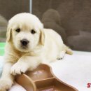 스타일독 이미지