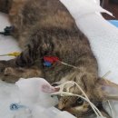 한라동물병원 이미지