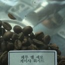 코라존 이미지