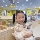 고양이 행복구역 | 전주 효자동 신시가지 고양이카페 아이캣유 60마리 냥이들과 힐링한 전주 실내 데이트