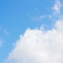 숲길 강아지 이미지