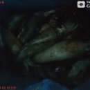 [군산 비응항 낚시사냥꾼] 고프로 에이스호 시원한 야간 오징어 씨알이 끝줘요..... 이미지
