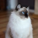 마론도리스(Marondollis) 이미지