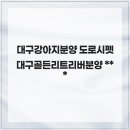대구강아지분양 도로시펫 | 나의 평생 가족을 만날 수 있는 대구강아지분양 도로시펫 대구골든리트리버분양