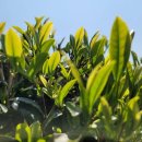 제주 와일드 이미지