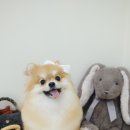 담담 그루밍 샵 이미지