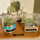 모담중학교 | [학교 단체 수업] 과학실로 찾아간 작은 숲, 테라리움 키트 110개 단체 배송 및 수업 후기 🌿