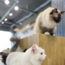 CATS&ME(캣츠 앤 미) 이미지